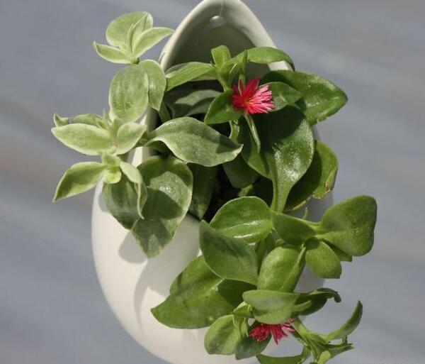 عکس گل ریشه دار