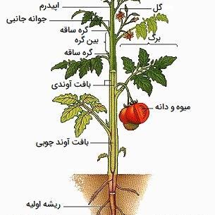عکس گل ریشه دار