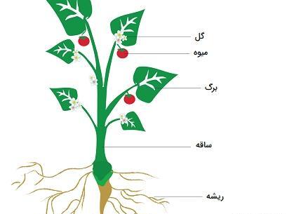 عکس گل ریشه دار