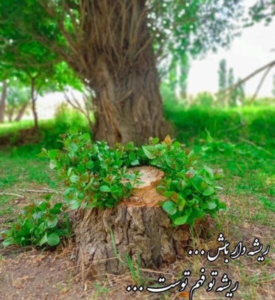عکس نوشته اصالت و ریشه داشتن