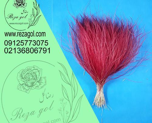 عکس گل ریش بابا