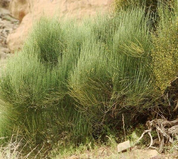 عکس گل ریش بابا