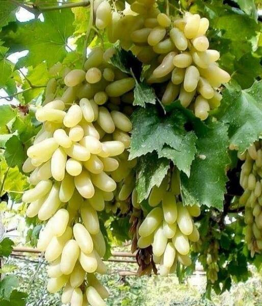 عکس گل ریش بابا