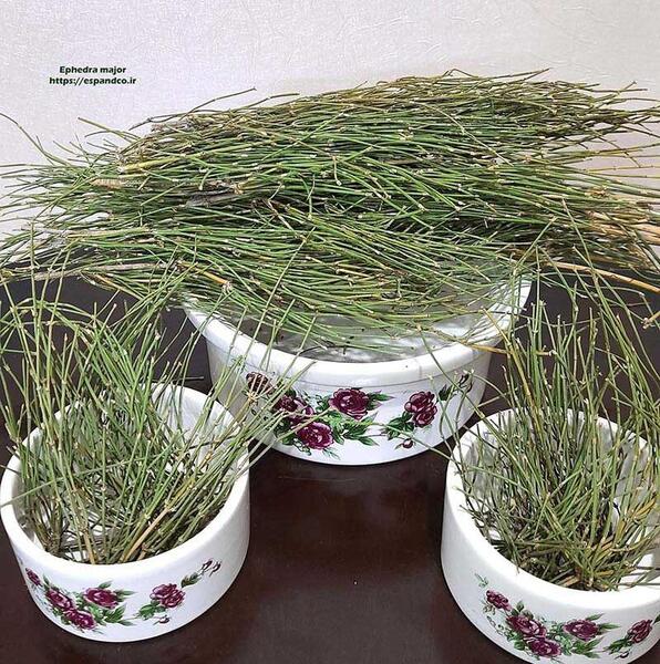 عکس گل ریش بابا