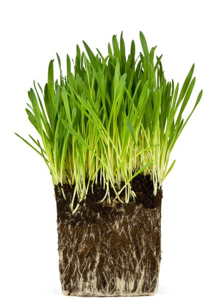 عکس گل ریشه