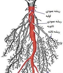 عکس گل ریشه