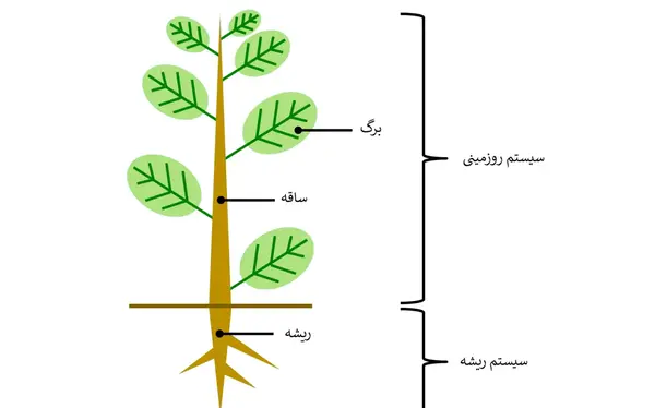 عکس گل ریشه