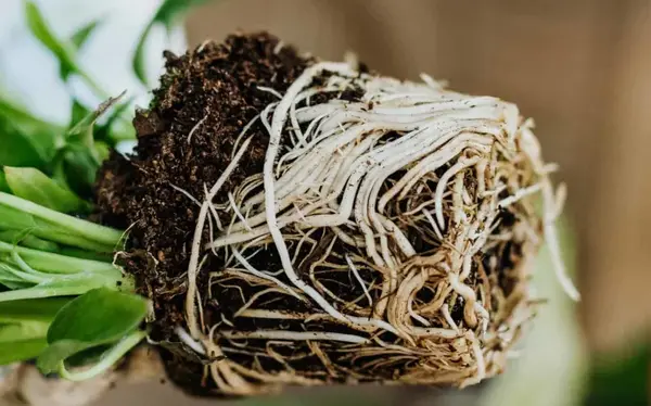 عکس گل ریشه