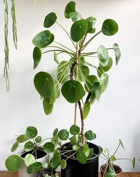 عکس گل ریشه
