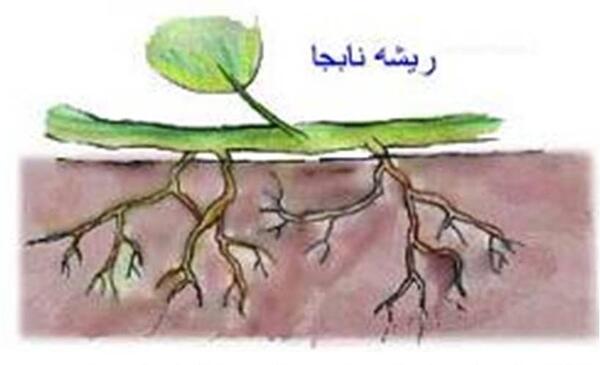 عکس گل ریشه