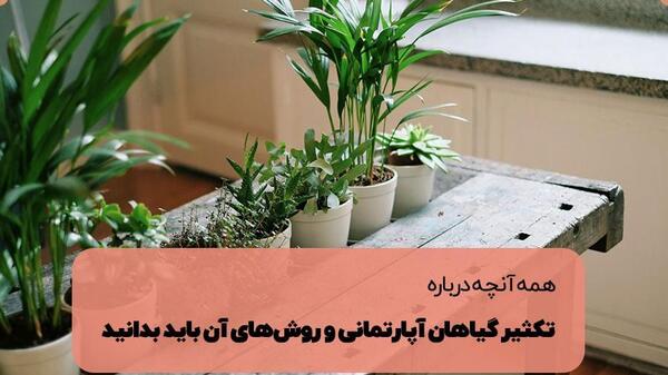 عکس گل ریشه