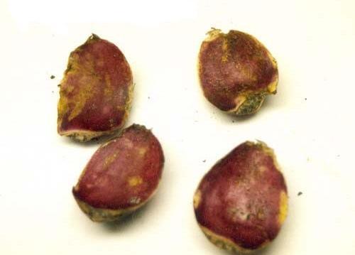 عکس ریشه گل سوسن