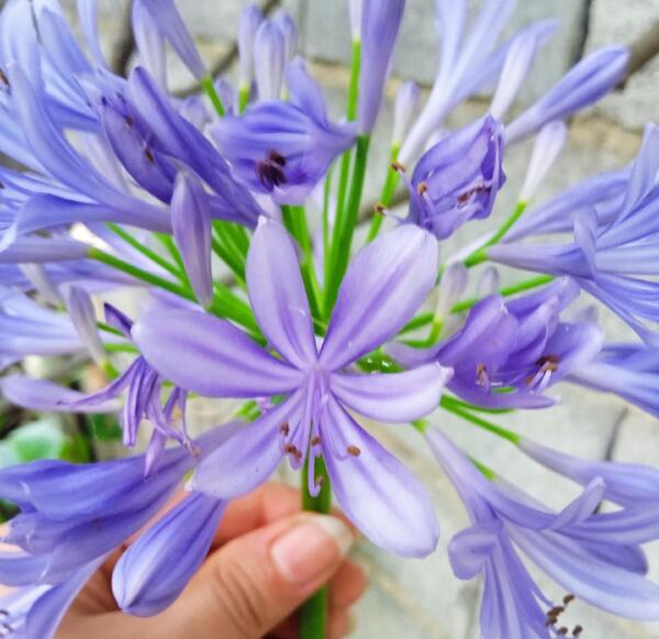 عکس ریشه گل سوسن