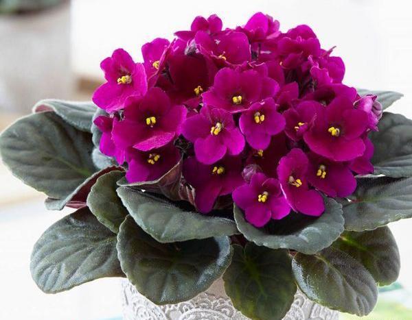 عکس ریشه گل بنفشه