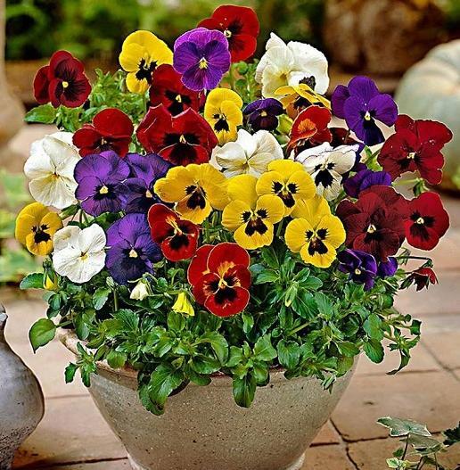 عکس ریشه گل بنفشه