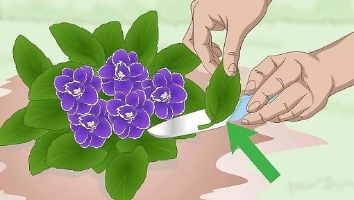 عکس ریشه گل بنفشه