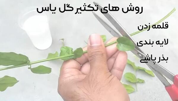 عکس ریشه گل یاس