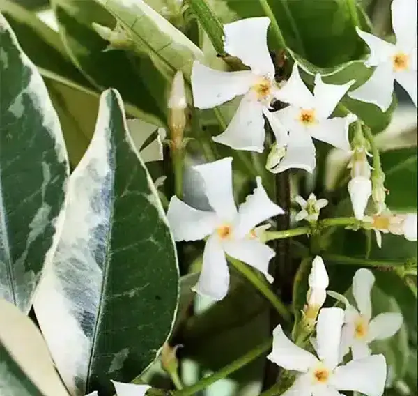 عکس ریشه گل یاس