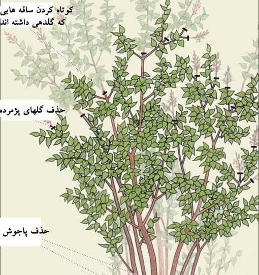 عکس ریشه گل یاس