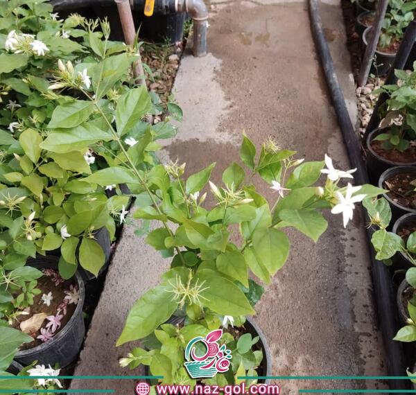 عکس ریشه گل یاس