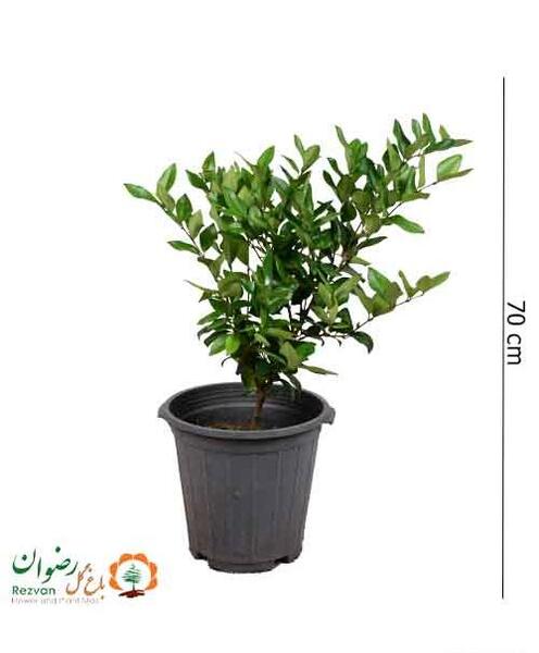 عکس ریشه گل یاس