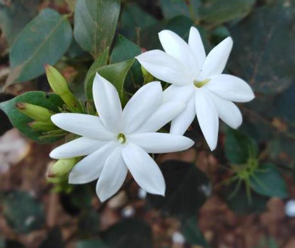 عکس ریشه گل یاس