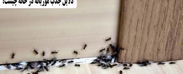 عکس ریشمیز در خانه