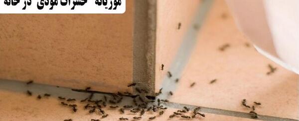 عکس ریشمیز در خانه