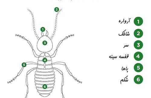 عکس ریشمیز در خانه