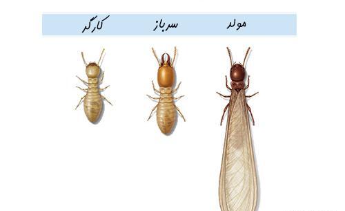 عکس حشره ریشمیز