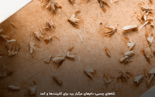 عکس حشره ریشمیز