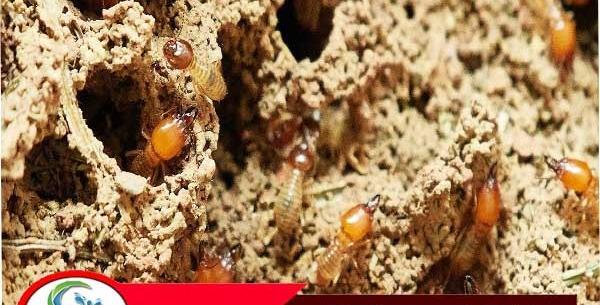 عکس حشره ریشمیز