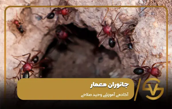 عکس جانور ریشمیز
