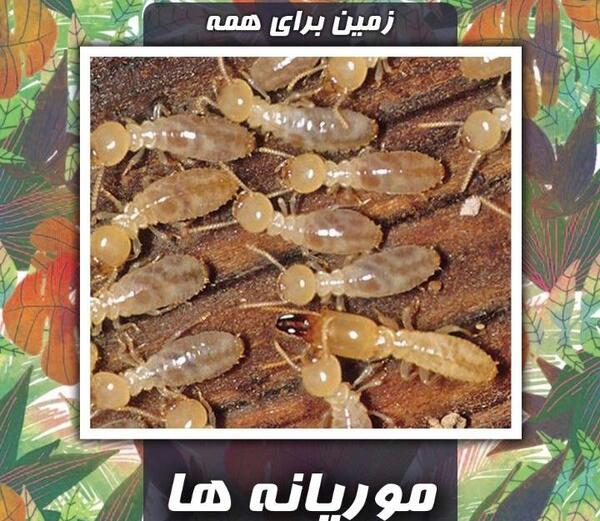 عکس جانور ریشمیز