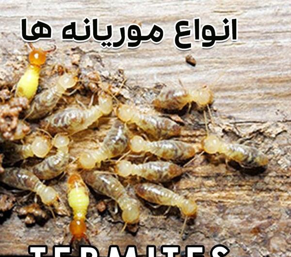 عکس جانور ریشمیز