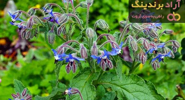 عکس ریشه گل گاوزبان