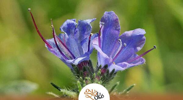 عکس ریشه گل گاوزبان