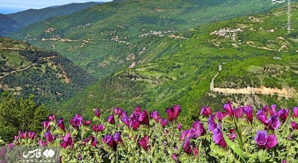 عکس ریشه گل گاوزبان