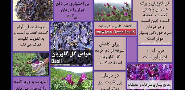 عکس ریشه گل گاوزبان