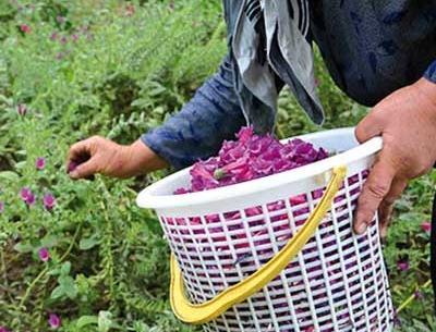 عکس ریشه گل گاوزبان