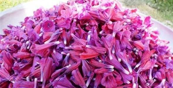 عکس ریشه گل گاوزبان