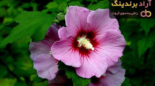 عکس ریشه گل ختمی