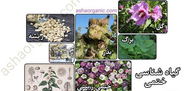 عکس ریشه گل ختمی