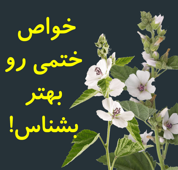 عکس ریشه گل ختمی