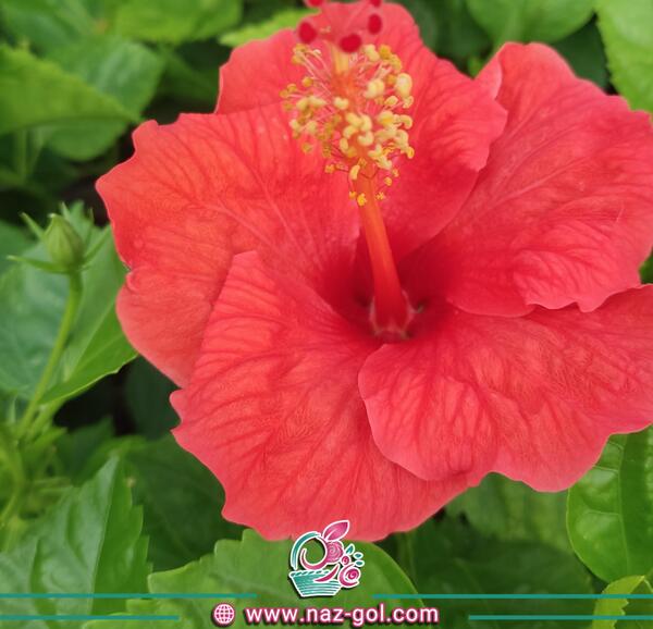 عکس ریشه گل ختمی