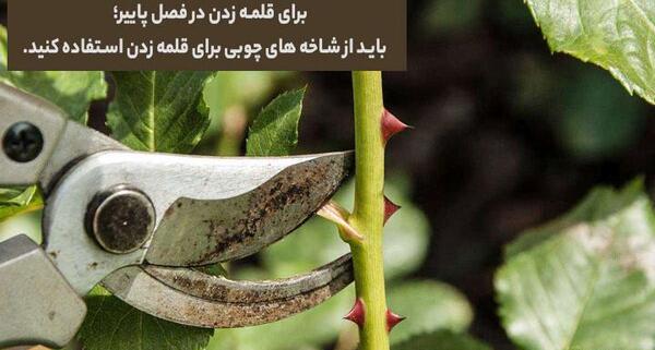 عکس ریشه گل رز