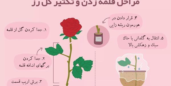 عکس ریشه گل رز