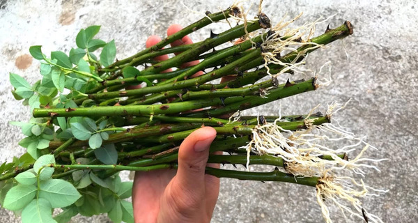عکس ریشه گل رز