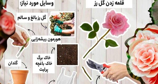 عکس ریشه گل رز
