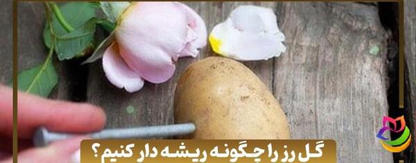 عکس ریشه گل رز